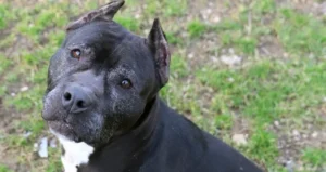 Mort de Violette : une affaire emblématique qui relance le débat sur la maltraitance animale
