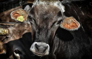 Côte-d’Or : plus d’un million d’euros d’aides d’urgence versés aux exploitations agricoles