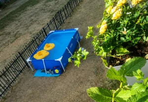 Chenôve : la piscine municipale ferme, une locataire installe une piscine au pied de l’immeuble… Orvitis lui demande de la retirer