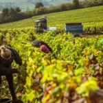 Vendanges 2026 : la Bourgogne-Franche-Comté lance sa grande campagne de recrutement